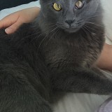 Sylvester