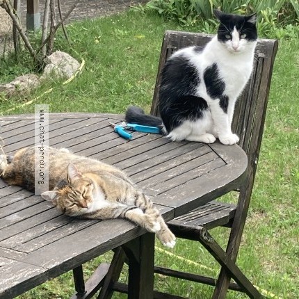 Photo of a cat found in Houilles