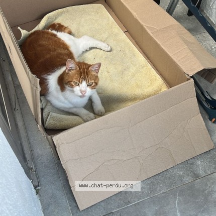 Picture of cat found at Sartrouville