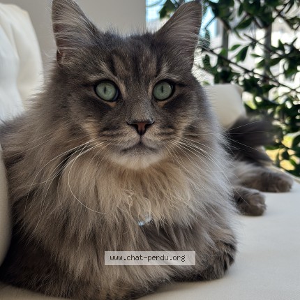 Photo of a cat found in Pontarlier
