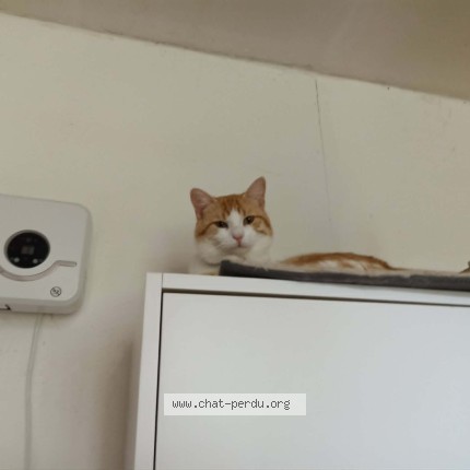 Photo of a cat reunited in Saint Germain De Salles