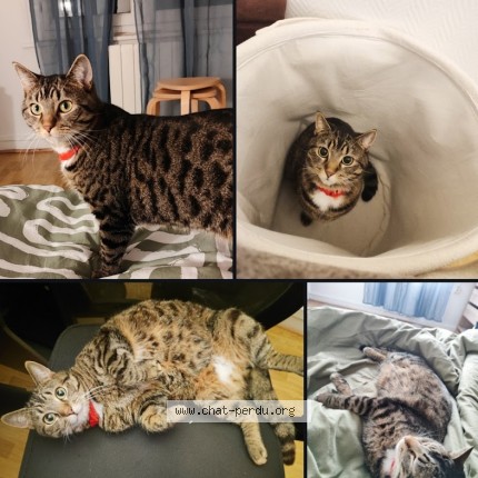 Photo of a cat found in Lille