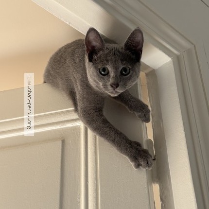 Photo of a cat found in Paris