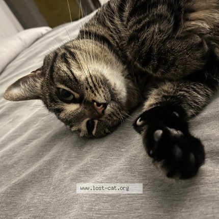 Photo 1/1 dio Cat lost in Hamilton