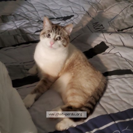 Photo of a cat found in Maze Milon Cornille Les Caves