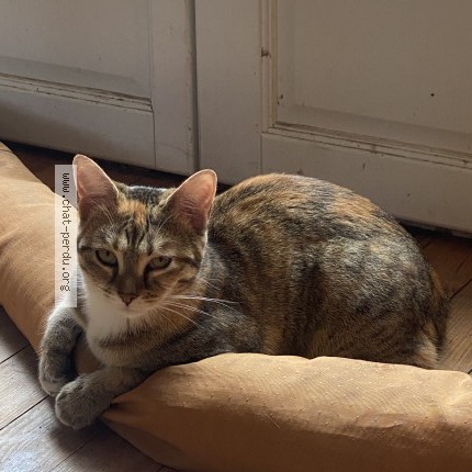 Photo of a cat found in Houilles