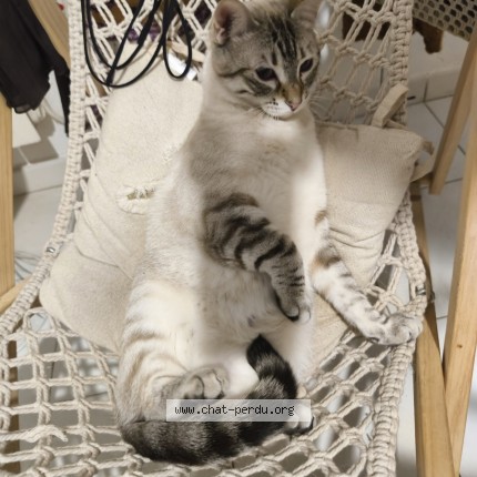 Picture of cat lost at Ales