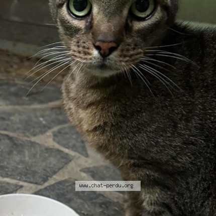 Foto van vermiste kat in Sombreffe