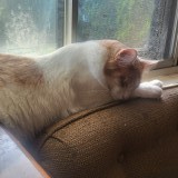 Mochi