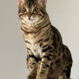 Mowgli