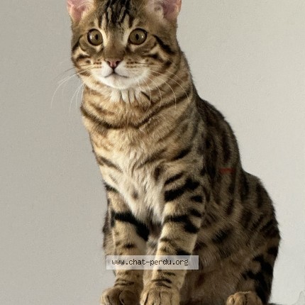 Photo 1/1 Mowgli Cat lost in St Hubert