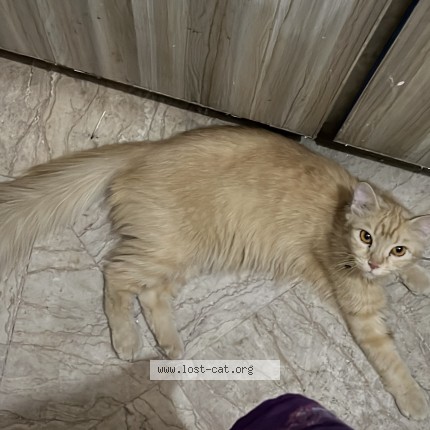 Photo 1/1 Stella Cat lost in Lahore