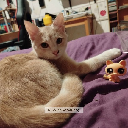 Photo of a cat found in Aurillac