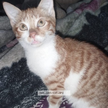 Photo of a cat found in Karachi
