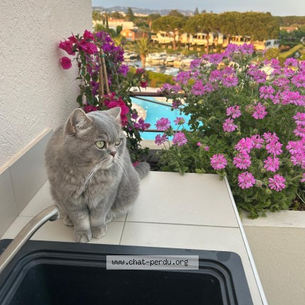 Photo of a cat found in Mandelieu