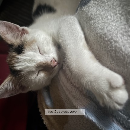 Photo of a cat found in Milton Keynes