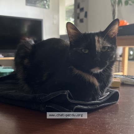 Photo of a cat found in Toulouse