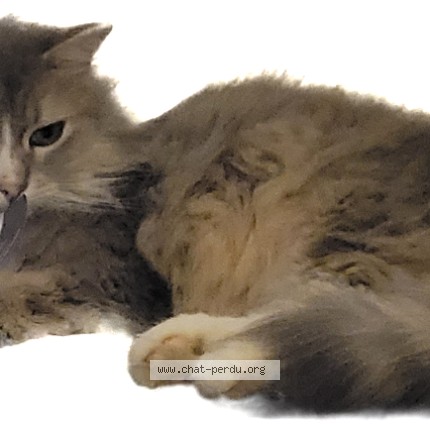 Photo of a cat found in Villard St Christophe