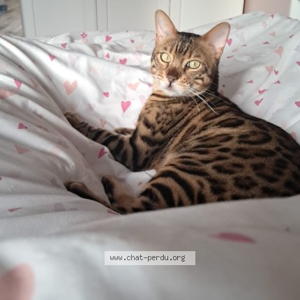 Photo of a cat found in Chelles