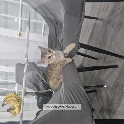 Photo 1/1 Reunited cat Lost in Montreal