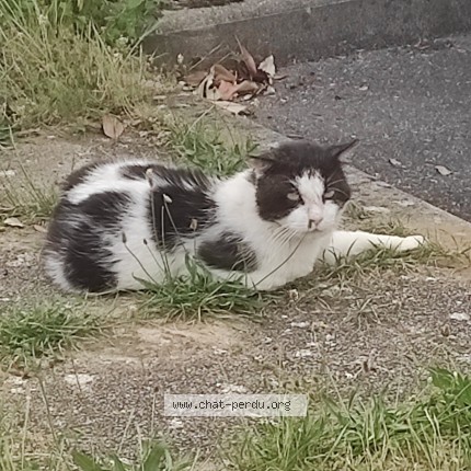 Picture of cat found at Marcoussis