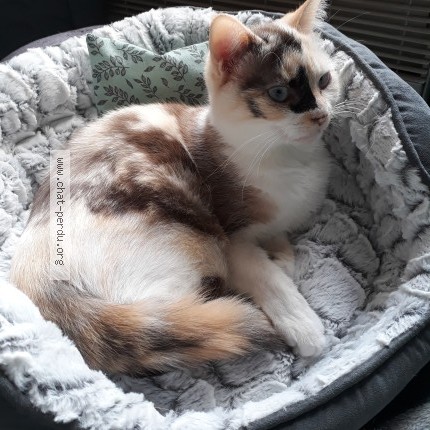 Photo of a cat found in Libourne
