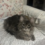 mimie