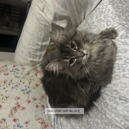 Photo 1/1 mimie Cat lost in Chertsey