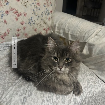 Photo 1/1 mimie Cat lost in Chertsey