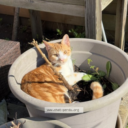 Photo of a cat found in Wattrelos