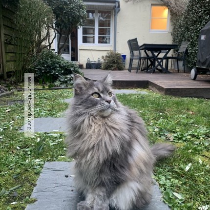 Photo of a cat found in Bordeaux