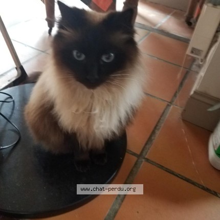Photo of a cat found in Le Bono