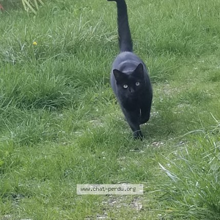 Photo of a cat found in Pornic