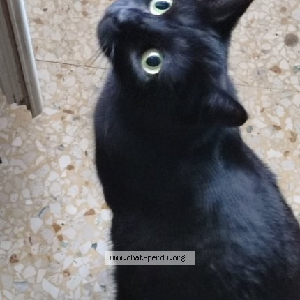 Photo of a cat found in Nice