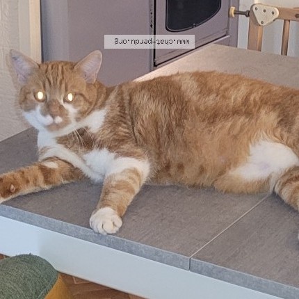 Photo of a cat found in Alencon