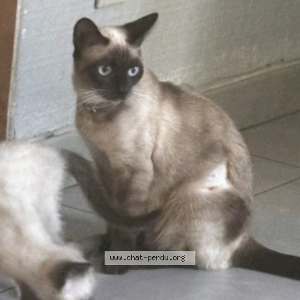 Photo of a cat found in La Ricamarie