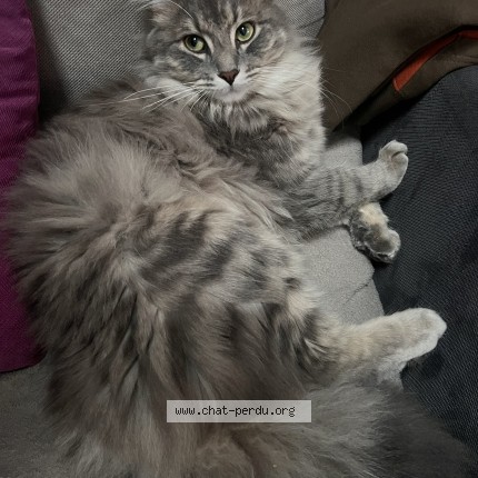 Photo of a cat found in Tourcoing