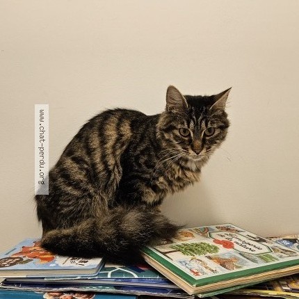 Photo of a cat reunited in Vernon
