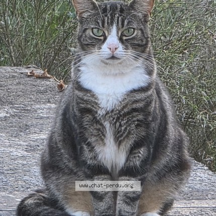 Foto 1/1 Mikey Kat vermist in Lodelinsart
