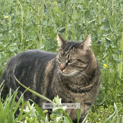 Foto di gatto smarrito a Delemont