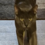 Tibby Tyson