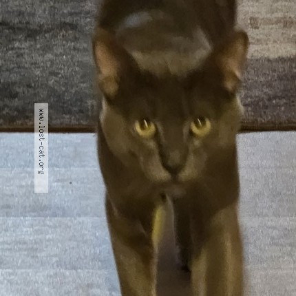 Photo 1/1 Tibby Tyson Cat lost in Railto