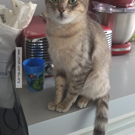 Foto 1/2 titi Kat vermist in Molenbeek Saint Jean