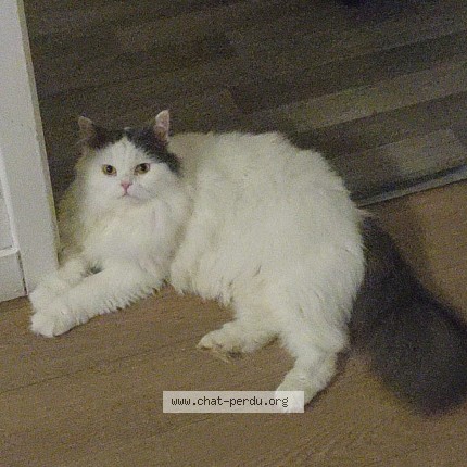 Photo of a cat found in Sens