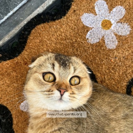 Foto 1/1 Vivi Kat vermist in Messancy
