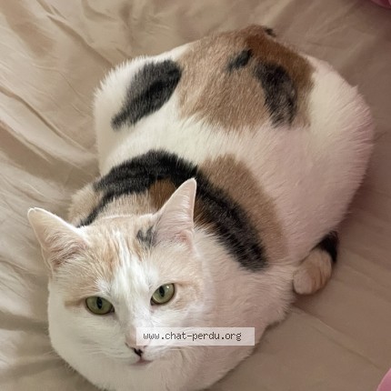 Photo of a cat found in Lyon