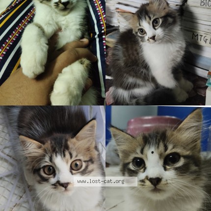 Photo 1/1 Mishti Cat lost in Vasco