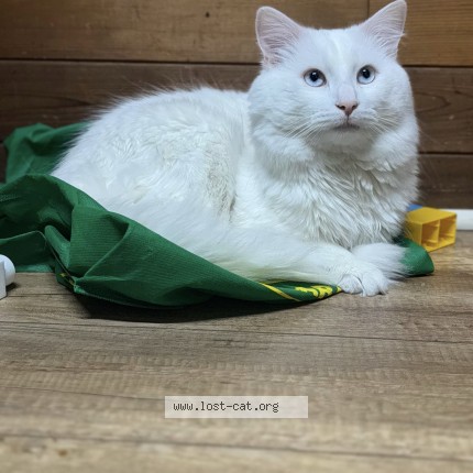 Photo 1/1 buster Cat lost in Ddo