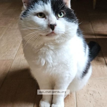 Foto van vermiste kat in Kraainem