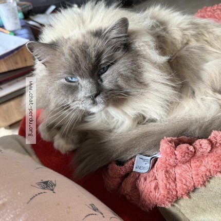 Photo of a cat found in Nantes